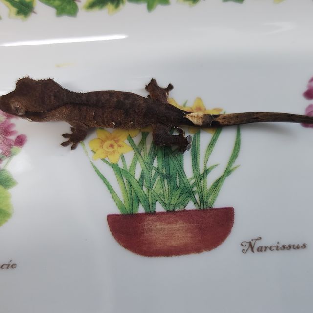 타이거 챠콜 카푸치노
