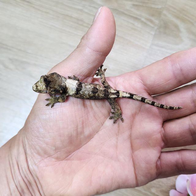 파인아일랜드 화이트카라