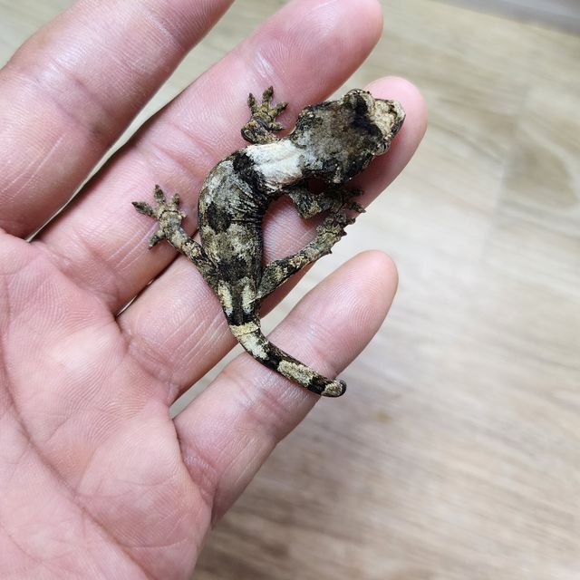 파인아일랜드 화이트카라