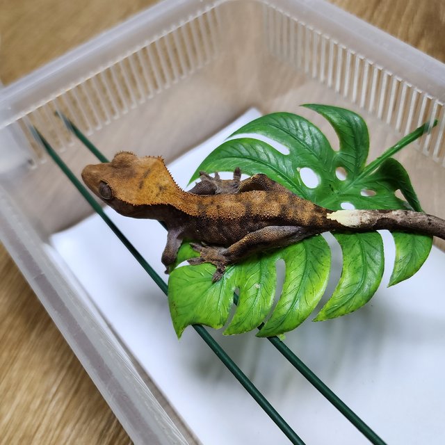 타이거 카푸치노