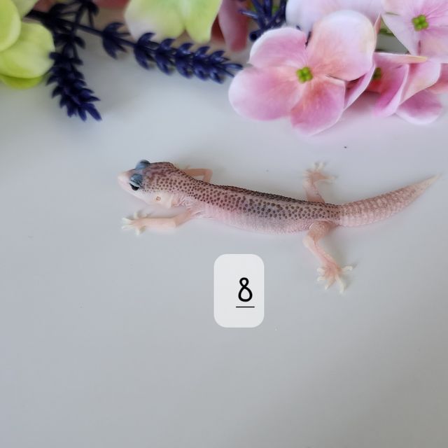 갤럭시