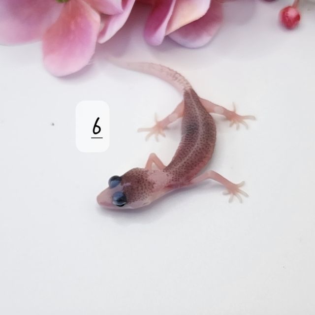 갤럭시