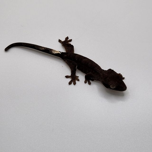 카푸치노 챠콜