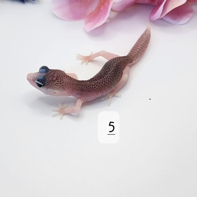 갤럭시
