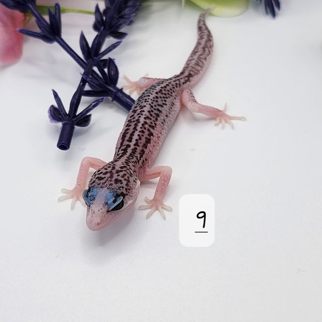 갤럭시