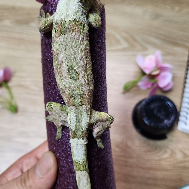 파인아일랜드 화이트카라