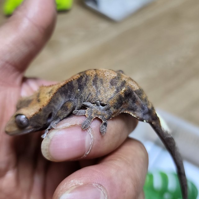 타이거 카푸치노