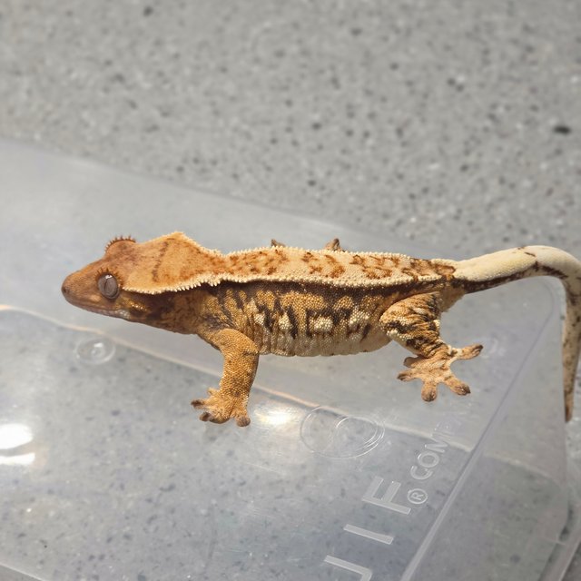 노멀 핀스트라이프 화이트스팟 쿼드 텐저린