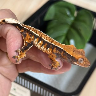 텐저린 트라이 익스트림할리퀸