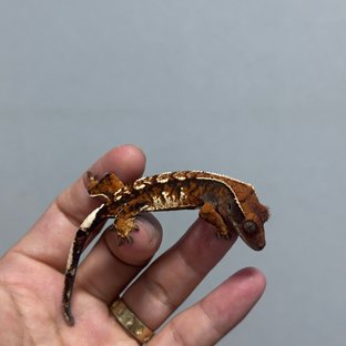 바브 트라이 익스트림할리퀸 텐저린