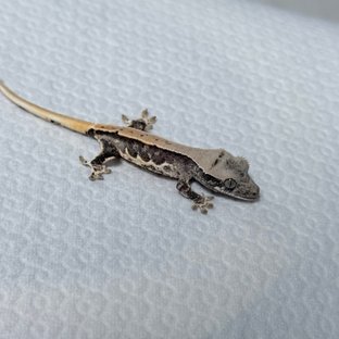 릴리100%헷아잔틱