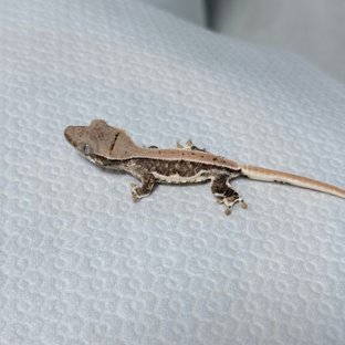 릴리100%헷아잔틱