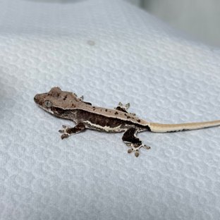 릴리100%헷아잔틱