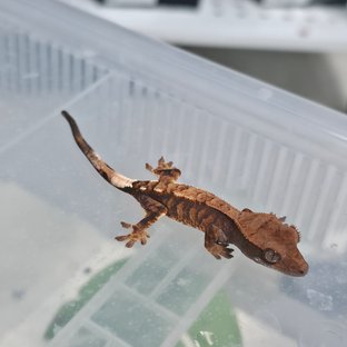 카푸치노 100%헷아잔틱