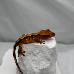 트라이 익스트림할리퀸 바브