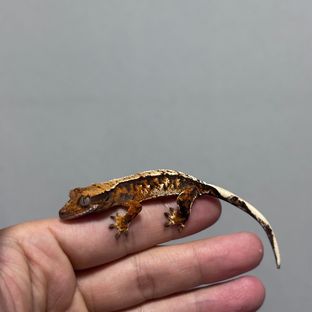 바브 트라이 익스트림할리퀸 텐저린