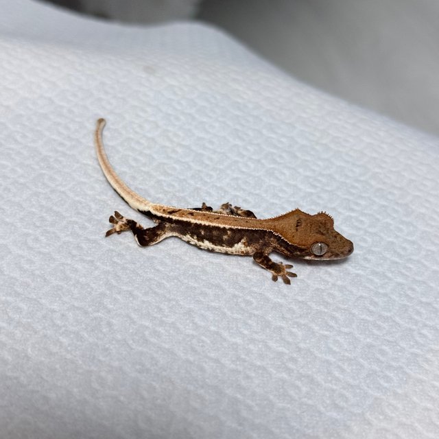 릴리100%헷아잔틱