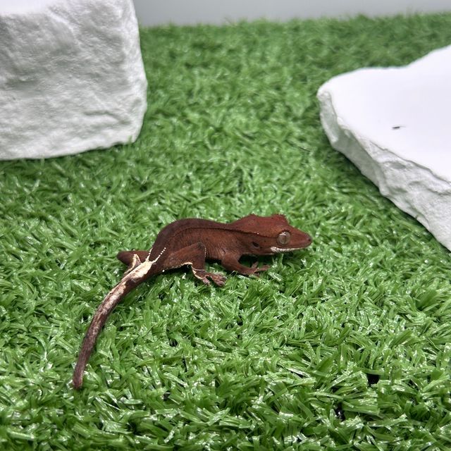 다크 팬텀 카푸치노