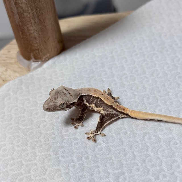 릴리100%헷아잔틱