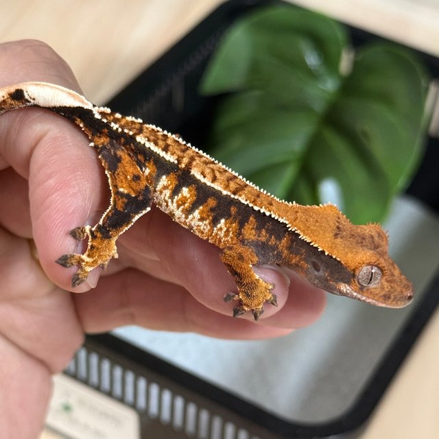 텐저린 트라이 익스트림할리퀸