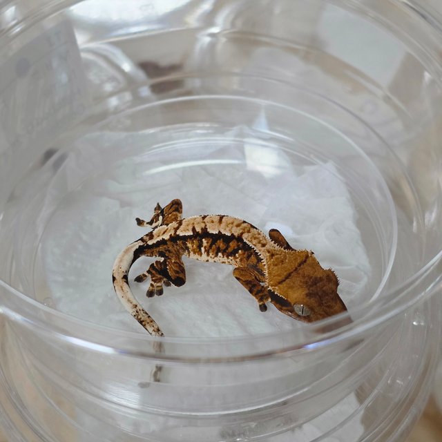 텐저린 트라이 익스트림할리퀸