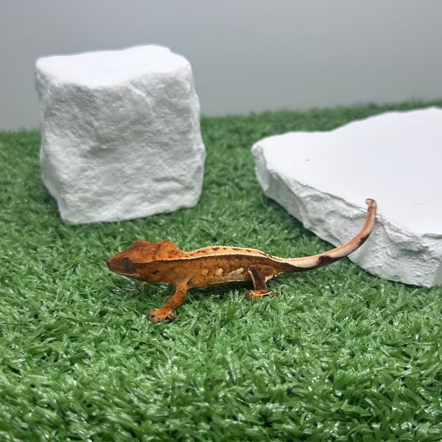 크림시클