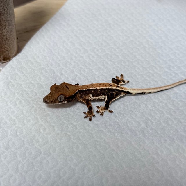 릴리100%헷아잔틱