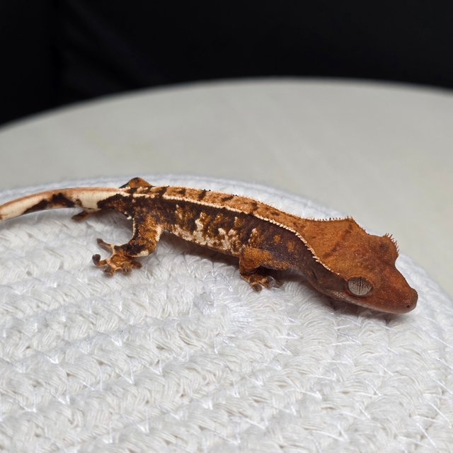 텐저린 트라이 익스트림할리퀸