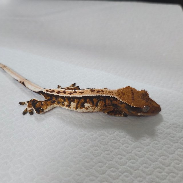 텐저린 트라이 익스트림할리퀸