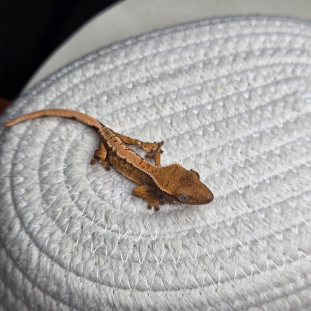 텐저린 화이트스팟 트라이