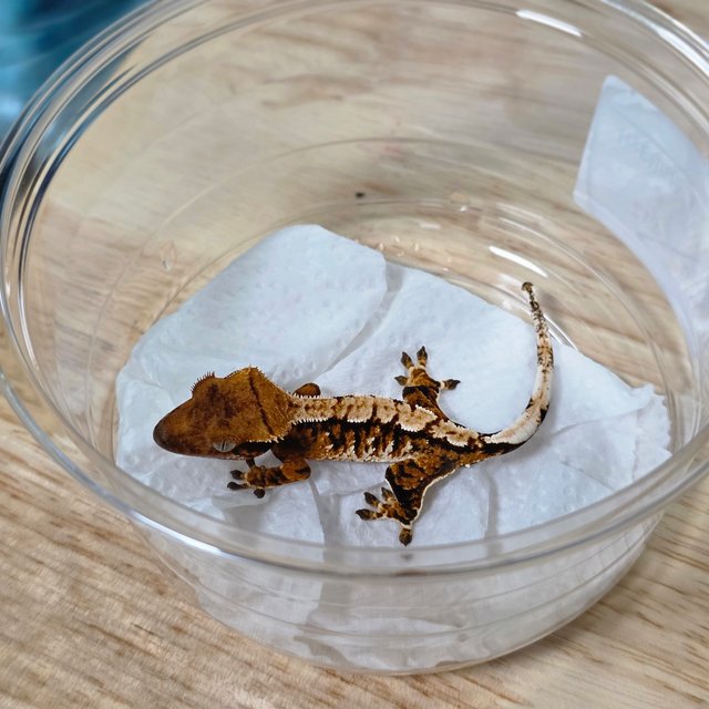 텐저린 트라이 익스트림할리퀸