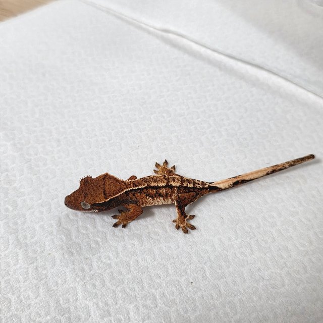 텐저린 트라이 익스트림할리퀸