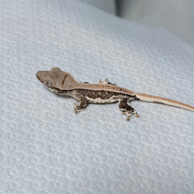 릴리100%헷아잔틱