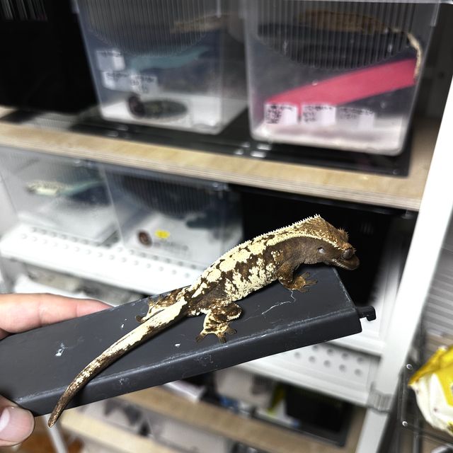 세이블