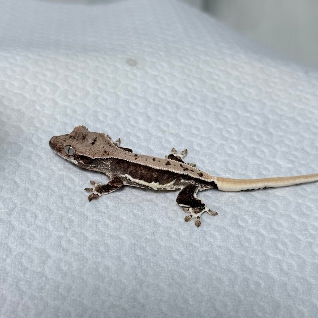 릴리100%헷아잔틱