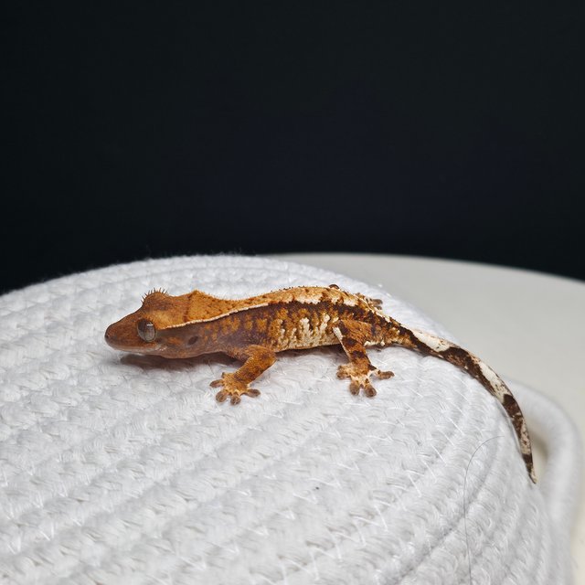 텐저린 트라이 화이트스팟