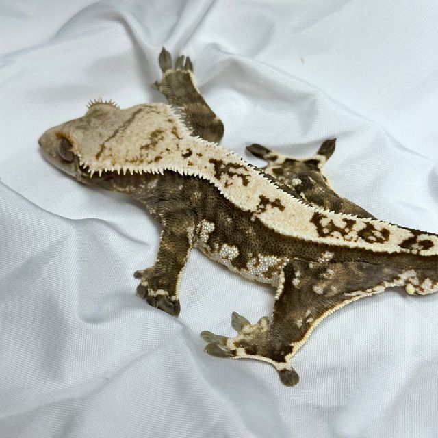 트라이 익스트림할리퀸 바브