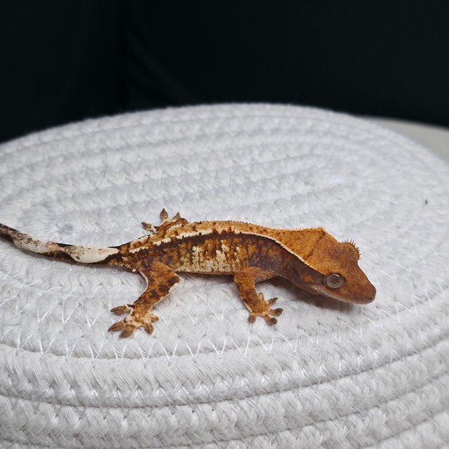 텐저린 트라이 화이트스팟