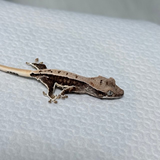 릴리100%헷아잔틱