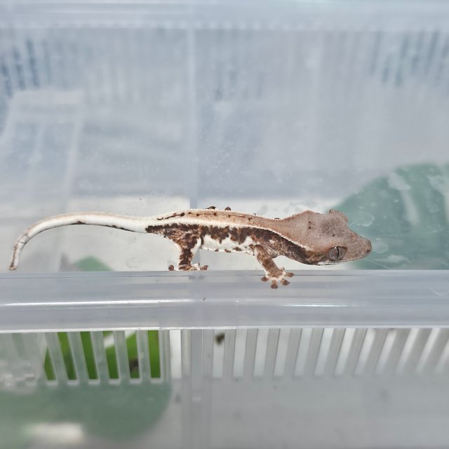 프라푸치노 100%헷아잔틱