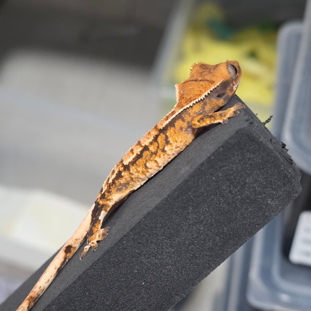 트라이 익스트림할리퀸