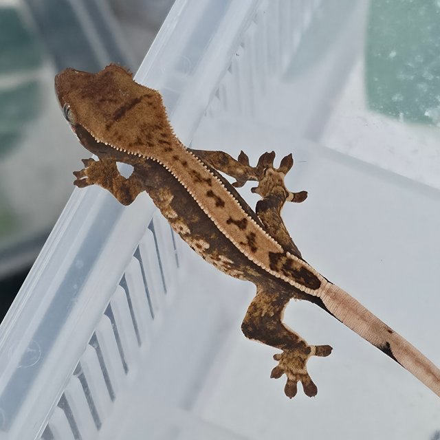 100%헷아잔틱 노멀