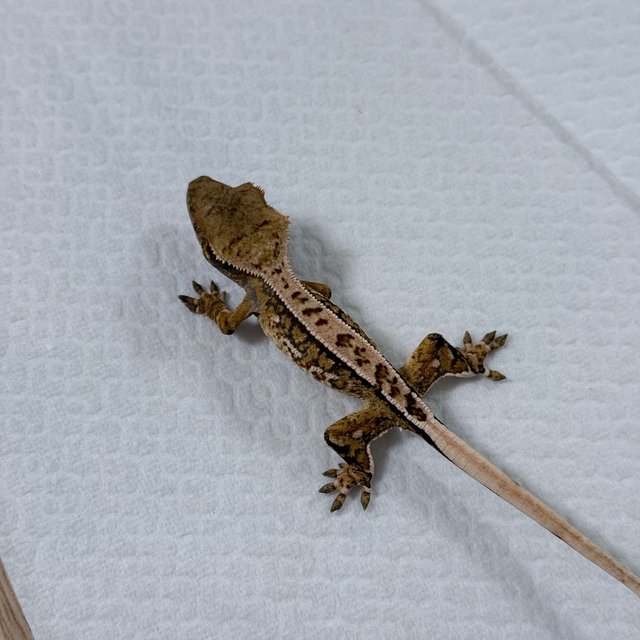 쿼드 핀스트라이프