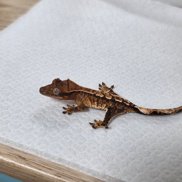 텐저린 트라이 익스트림할리퀸