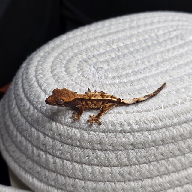 카푸치노 트라이 익스트림할리퀸