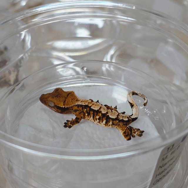 텐저린 트라이 익스트림할리퀸