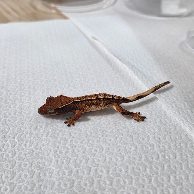 텐저린 트라이 익스트림할리퀸