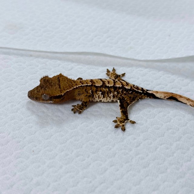 텐저린 트라이 익스트림할리퀸