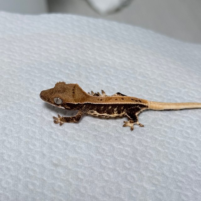 릴리100%헷아잔틱