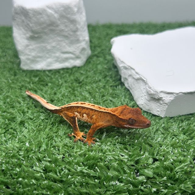 크림시클